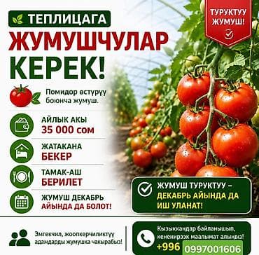 заказ рыбы: Асалоому Алейкум Теплицага жумушчулар керек Тамак Аш Жатакана берилет — 2