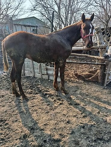 сколько стоит лошадь орловский рысак: Продаю | Жеребенок | Рабочий, Конный спорт — 4