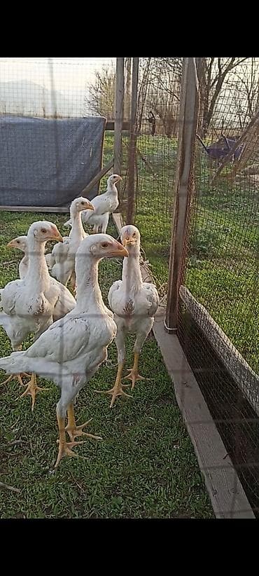 шамо: Продаю | Цыплята | Бойцовая | Для разведения — 3