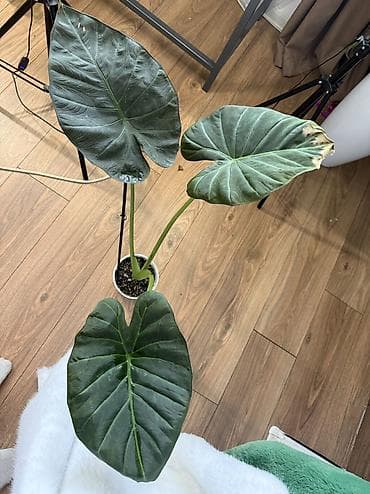 ди 2: Алоказии — коллекционные комнатные растения Предлагаются алоказии с — 8