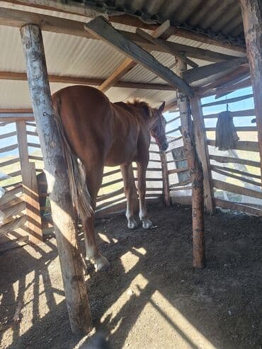 купить черную немецкую овчарку: Продаю | Кобыла (самка) | Рабочий | Мерин — 3