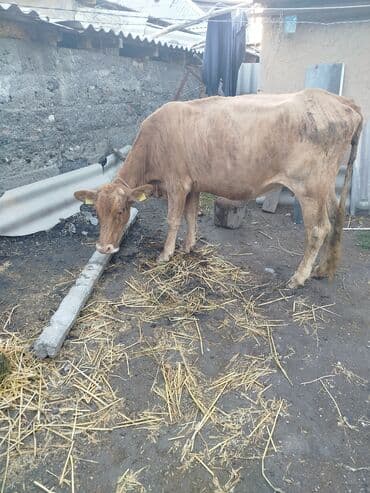 Продаю | Корова (самка) | На откорм | Привязанные