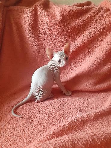 кошки сфинкс цена: Котята канадского сфинкса — 7