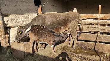 Куры, петухи: Продаю | Корова (самка) | Полукровка | Для разведения | После отела — 4