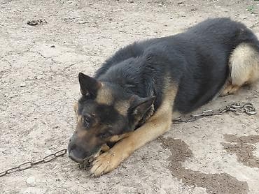 кавказский овчарка: Немецкая овчарка, 3 года, Самец — 3