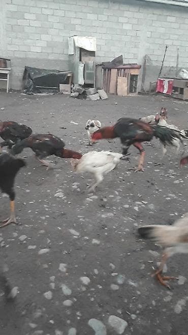 цыплята бролера: Продаю | Петух | Бойцовая | Для боев — 3