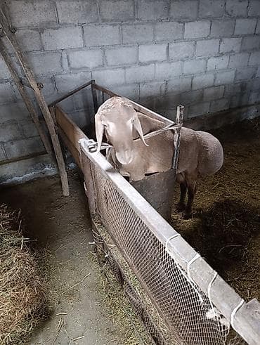 выстрел собак: Продаю | Баран (самец) | Арашан | Для разведения | Племенные — 10