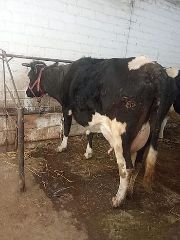 корова порода ала тоо: Продаю | Корова (самка) | Полукровка, Голштин, Алатауская | Для разведения, Для молока — 3