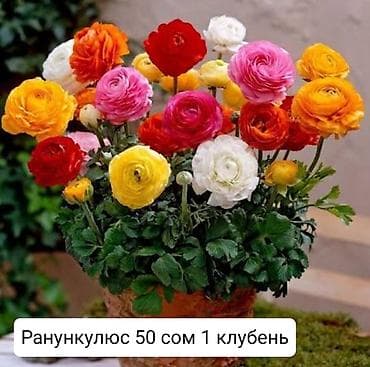 анеме: Ранункулюсы и анемоны — клубни для посадки. - Ранункулюс (азиатский — 1