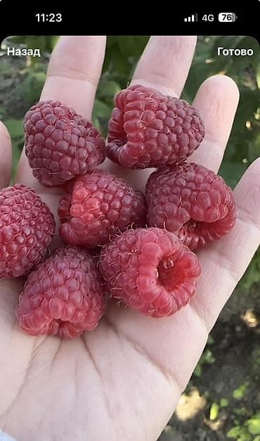 бир: Малина Чекене, Өзү алып кетүү, Акылуу жеткирүү — 2
