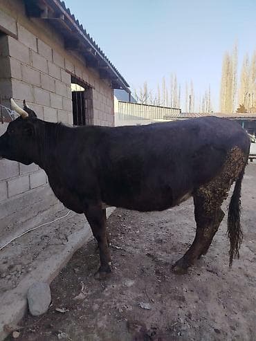 Продаю | Корова (самка) | Для разведения | Привязанные