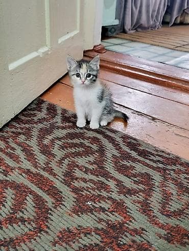 scottish fold: Отдам за символическую плату котят. Котятам чуть больше месяца, и уже — 2