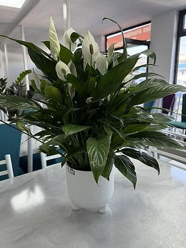 Бөлмө өсүмдүктөрү: Комнатные растения в декоративных горшках - Ассортимент: компактные — 9