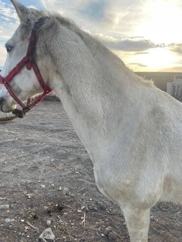 купить домашнюю черепаху: Продаю | Кобыла (самка) | Рабочий — 7