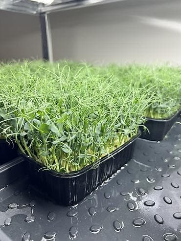 сму: Микрозелень в Бишкеке Горох подсолнечник, брокколи, горчица, редис — 2