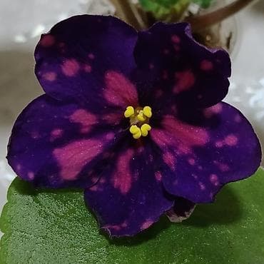 растения в аквариум: В продаже детки стартеры, взрослые сортовые фиалки, Отправка по — 9