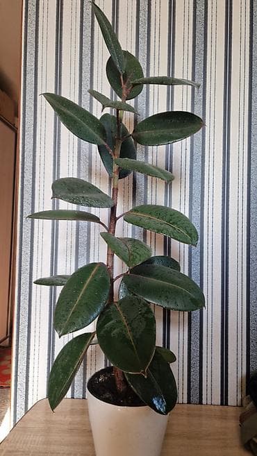 Фикус эластика (Робуста) в кашпо - Эффектное комнатное растение с