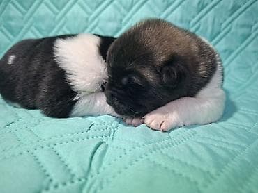 70 сом: Щенки Американской акиты с плотной плюшевой шерстью и яркой маской — 7