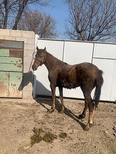 коны: Продаю | Кобыла (самка) | Конный спорт — 5