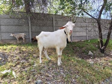 необычные животные: Продаю | Козёл (самец) | Зааненская | Для разведения | Племенные, Осеменитель — 5