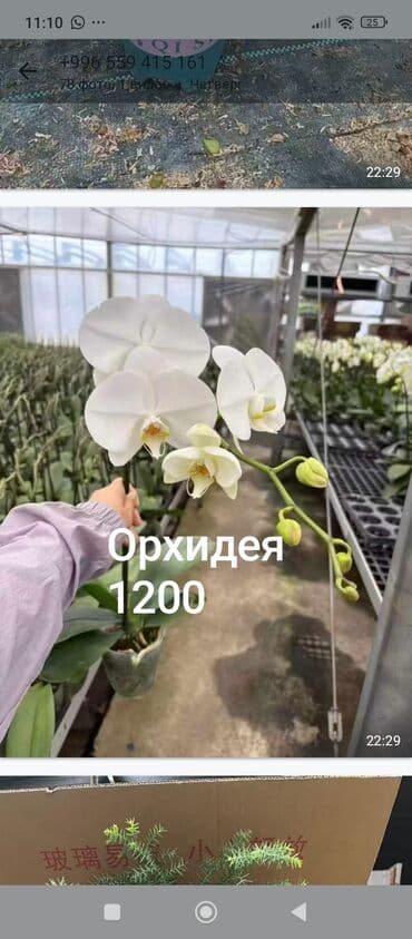 Орхидея фаленопсис, белая. - Эффектные крупные цветы с нежно‑желтым