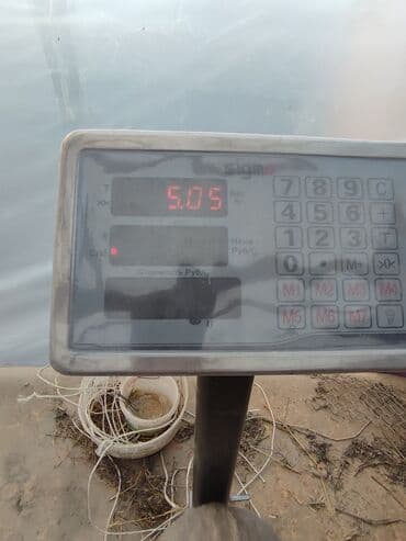 кролик декоративный: Продаю | Крольчата | Французский баран | Для разведения | Племенные — 11