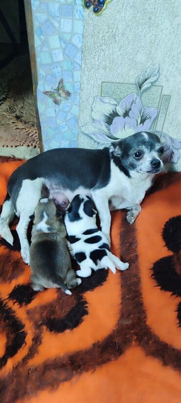 продажа щенков немецкой овчарки в бишкеке с документами: Готовятся к продаже щенки, 2 девочки — 5