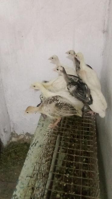 Куры, петухи: Продаю | Индюшата | Полукровка | Для разведения | Племенные — 1