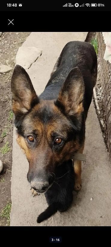 щенки собак: Немецкая овчарка, 1 месяц, Самец, С прививкой — 2