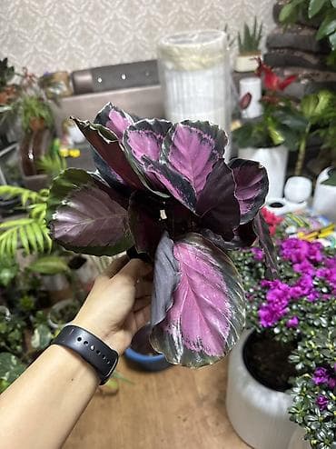 Калатея «Дотти» (Calathea roseopicta Dottie) в декоративном горшке. -