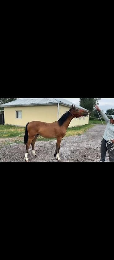 жаныбарлар: Сатам | Байтал | Аргын | Ат спорту — 2