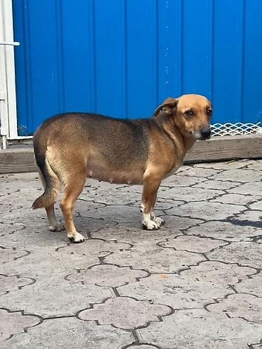 Отдам даром собаку: Отдам в добрые руки в связи с переездом. Очень умная собачка — 2