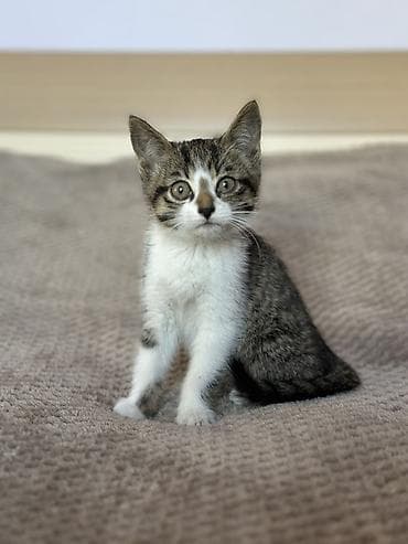 британская кошка цена бишкек: Котята, домашний помет (примерно 2–3 месяца). - Окрас: два — 8