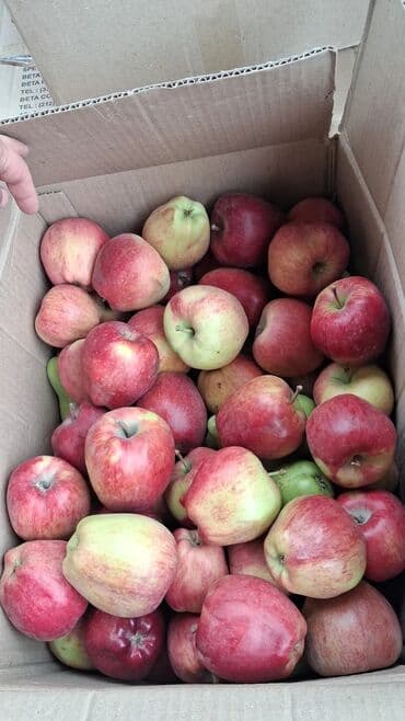 продам яблоки на переработку: Яблоки — 1