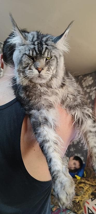 британец кошка: ✨ Открыто бронирование эксклюзивных котят мейн-кун! ✨ малыши только — 9