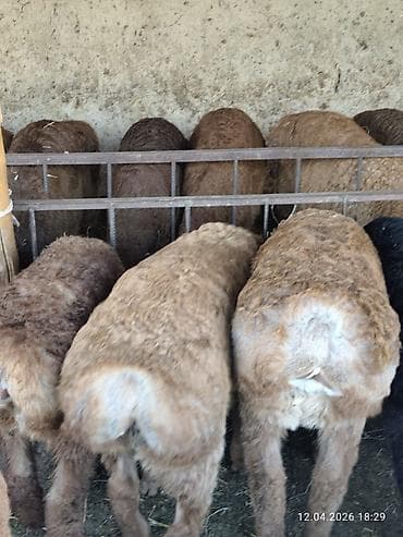 кичинекей мышык: Сатам | Козу | Аргын, Арашан | Көбөйтүү үчүн | Асыл тукумдуу — 10