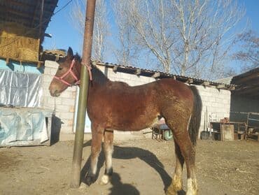 коне: Продаю | Жеребенок — 7