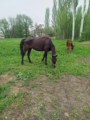 прокат лошади: Продаю | Кобыла (самка) | Для разведения — 2