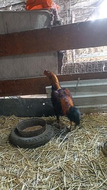 купить яйцо бройлера для инкубации: Продаю петуха дакан около года где-то. активный . цена 1800 сом — 8