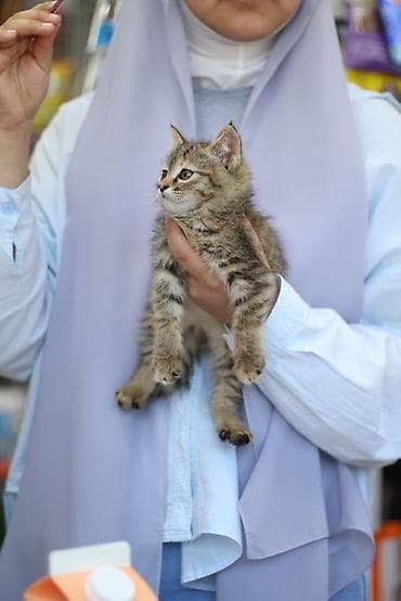 черепаховая кошка: Кошка даром: Сибирская, 2 месяца, Мальчик — 2