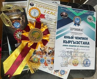 французские бульдоги: Щенки французского бульдога от чемпиона Кыргызстана и мамы 1САС . С — 6