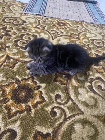 шотландская вислоухая кошка цена бишкек: Продаю котят вислоухие покровки ( метисы) окрас табби и — 3