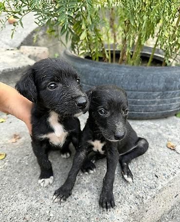 сабаки бесплатно: Тайган, 1 месяц, Самка — 3