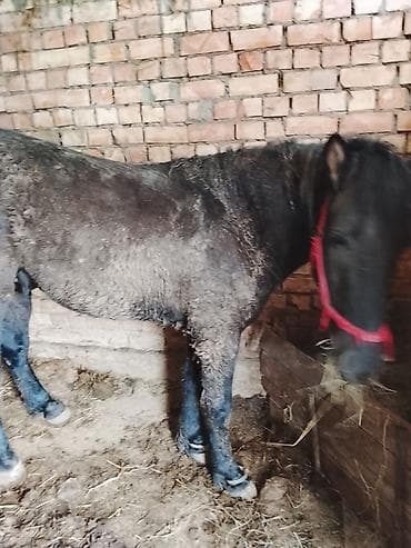 Продаю | Конь (самец) | Рабочий