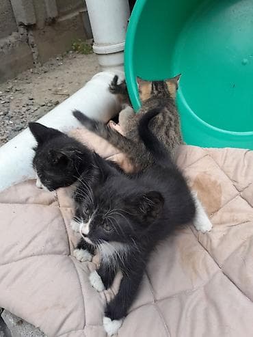 Мышыктар: Котята - Описание: маленькие домашн8ие котята из одного помета. На — 1