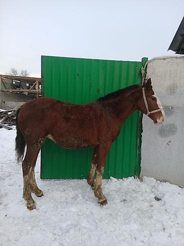 тооктор манас: Сатам | Тай | Аргын | Көбөйтүү үчүн — 4