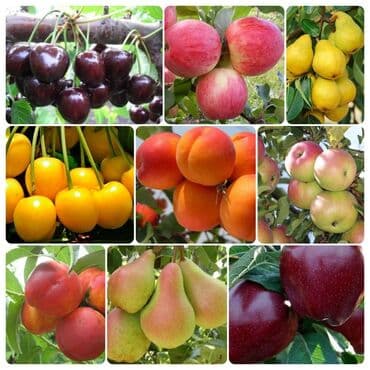 Продаю плодовые саженцы! Гарантия сорта!!! - черешня - яблоня -