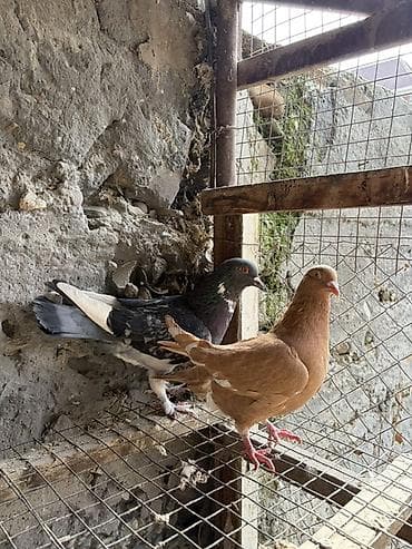 коты бишкек: На продажу голуби разные породы 
Звоните или пишите на вотсап — 4