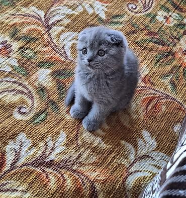 купить кошку в бишкеке: Шотландские вислоухие котята, окрас голубой (blue). - Плотная — 7