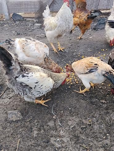 куры индюки: Продаются сельскохозяйственные птицы смешанного поголовья для — 4